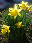 Daffodils In Sunlight