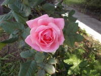Deeper Pink Rose