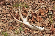 Deer Antler In Leaves