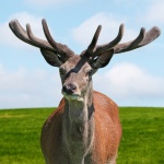 Deer Stag Portrait