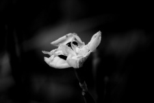 Delicate Flower In Black And White