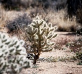 Desert Cacti