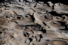 Desert Driftwood Background