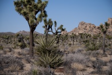Desert Mountain Landscape