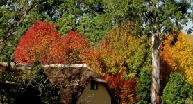Display Of Autumn Trees
