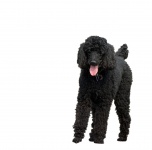 Dog, Black Standard Poodle