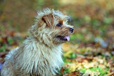 Dog Norfolk Terrier