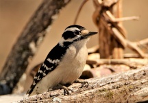 Downy Woodpecker Close-up 2