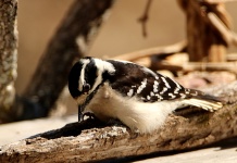 Downy Woodpecker Pecking