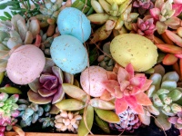 Easter Eggs And Succulents