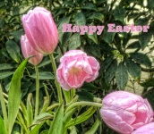 Easter Greeting Tulips