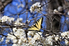 Eastern Tiger Swallowtail In Spring