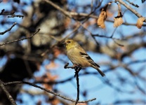 Female Goldfinch In Winter