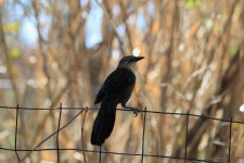Female Grackle On Wire Fence