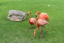 Flamingos In Mexico
