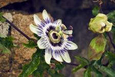 Flower Variety Passionflower.