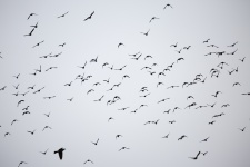 Flock Of Birds