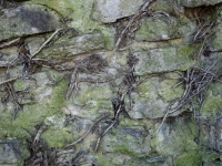 Flora Embedded In Stone Wall