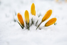 Flower In The Snow