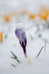 Flower In The Snow