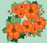 Flowers Hibiscus Orange