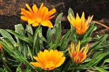 Four Orange Gazania Flowers