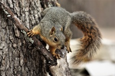 Fox Squirrel On Tree Branch 2