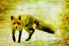 Fox Vintage Painting