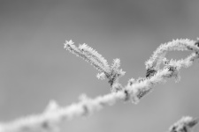 Frost On Barbed Wire Fence