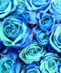 Frosted Blue Roses