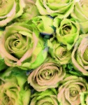 Frosted Green Roses