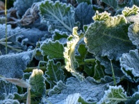 Frosty Crystals On A Plant