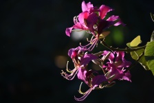 Fuchsia Flower Background