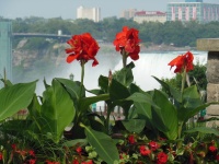Geraniums At Niagara Falls