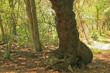 Gnarled Tree Trunk