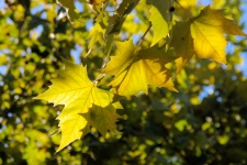 Golden Light With Maple Tree Leaves