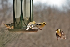 Goldfinch In Flight To Feeder
