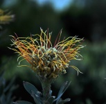 Goldfinger Pincushion Flower