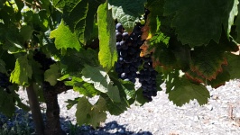 Grape Vine In Bordeaux