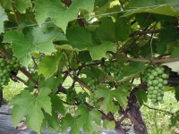 Grapes Hanging From A Vine