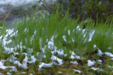 Grasses Background