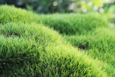 Green Grassy Texture