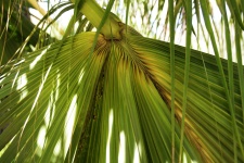 Green Palm Front Background