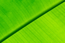 Green Palm Tree Leaf