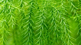 Green Tree Needles