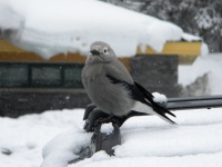 Grey And White Bird