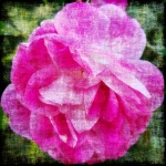Grunge Rose 1