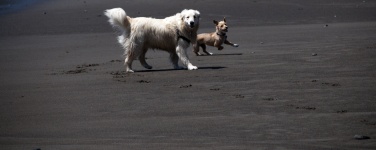 Happy Dogs On Beach