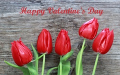 Happy Valentine's Day Red Tulips