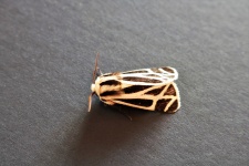 Harnessed Tiger Moth Close-up